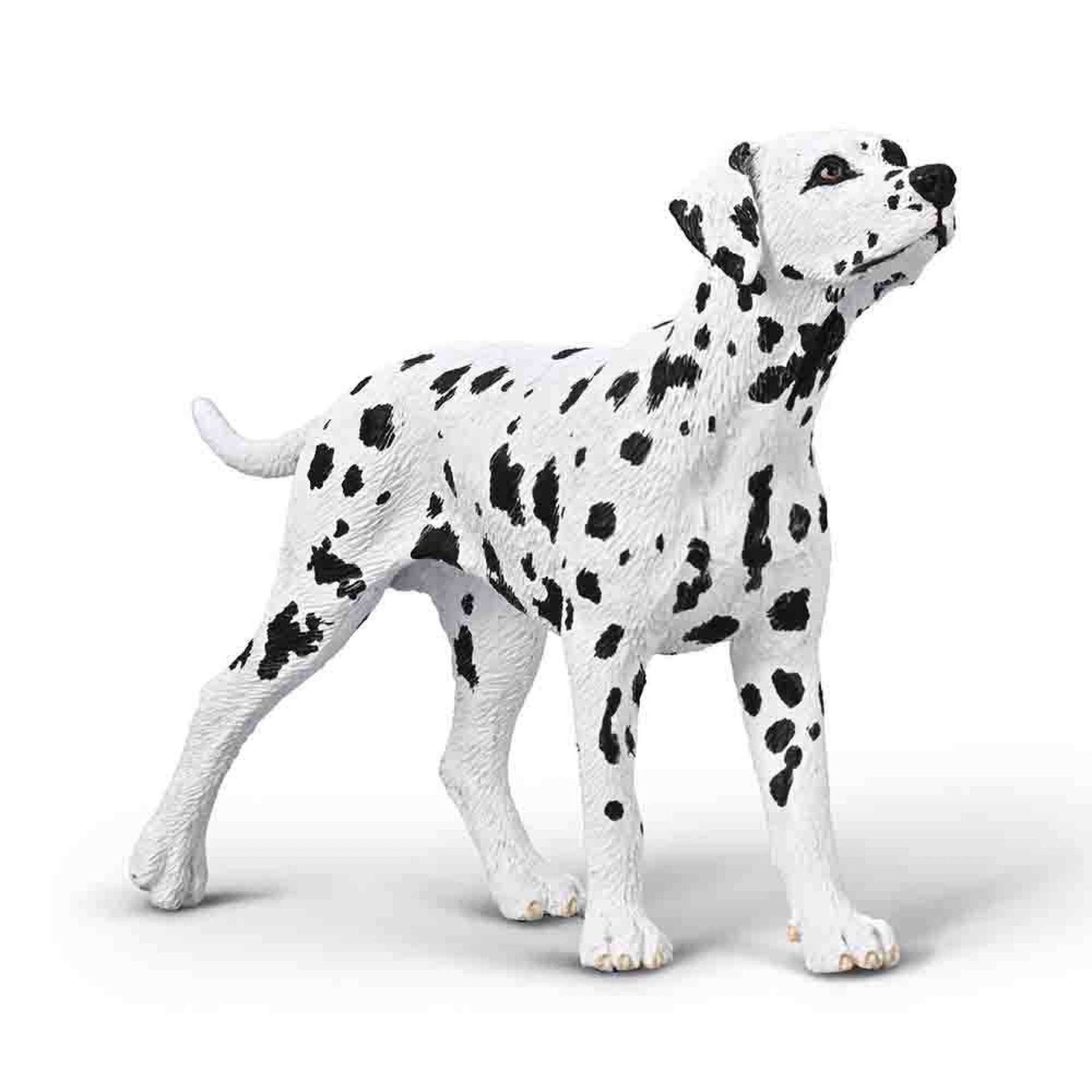 Collect a Dalmatian